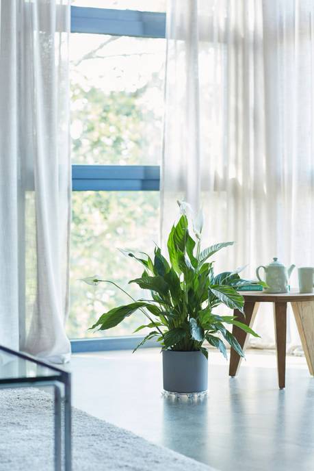 floorprotector round 21cm transparente